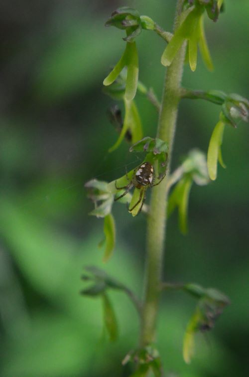 Neottia (Litera) ovata
